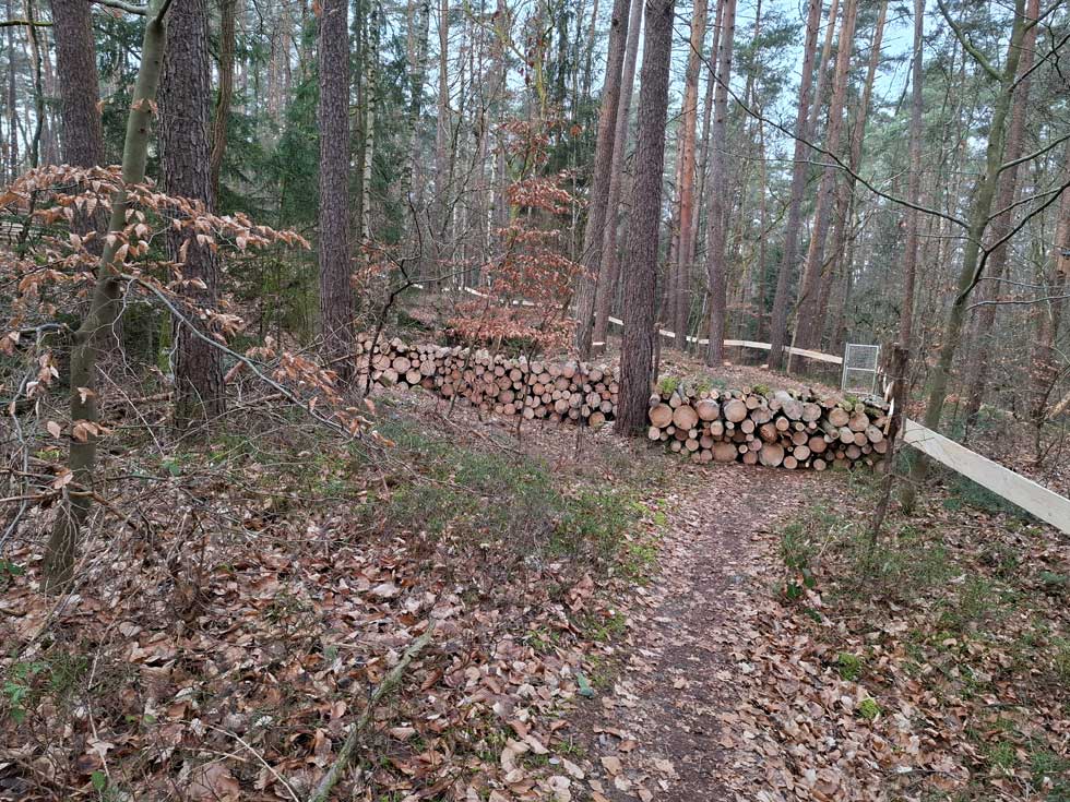 Wald mit aufgeschichtetem Totholz