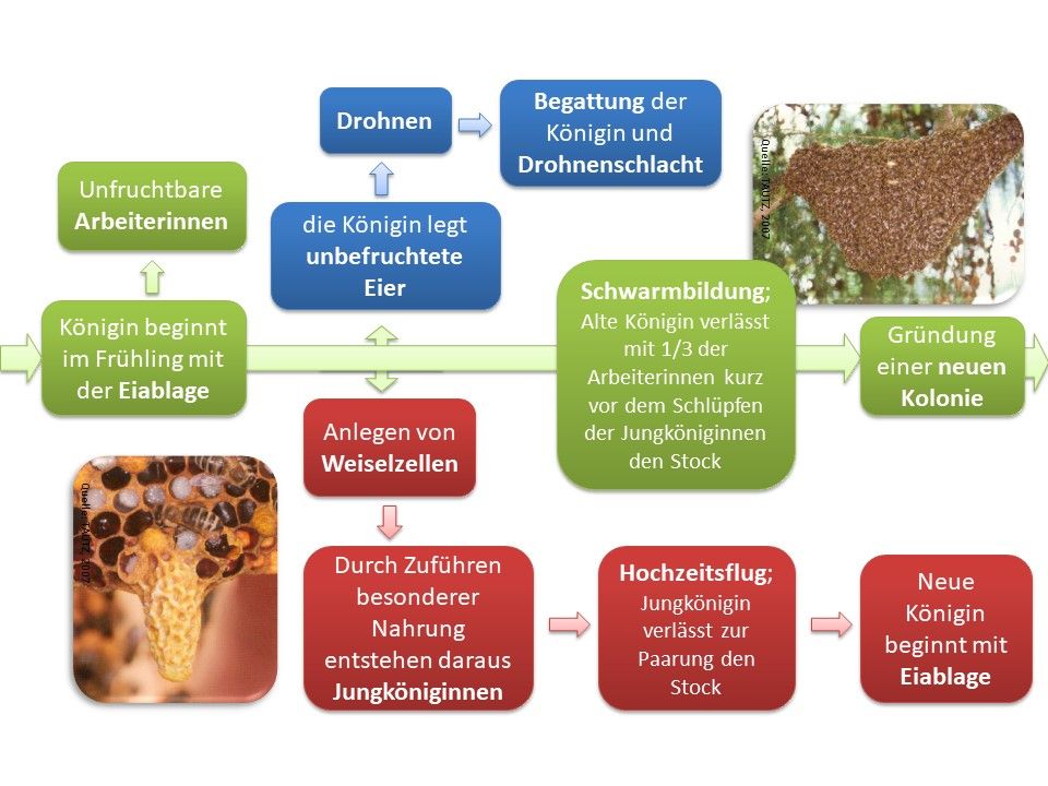 Ein Jahr im Bienenstaat
