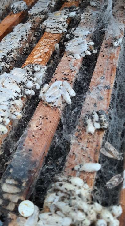 Verpuppte Larven der Wachsmotte