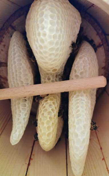 Zeidler-Baum Bienenwaben