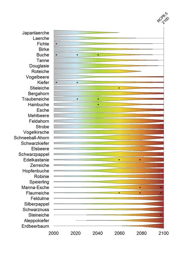 Übersicht Baumarten